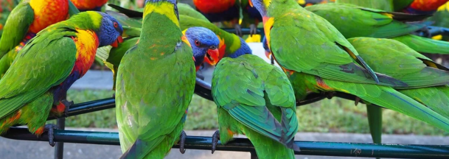 Parrot fever, 5 people killed in europe due to parrot fever, psittacosis,